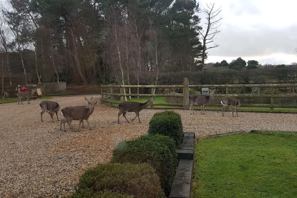 וורהאם Home In Dorset, Near Jurassic Coast And Arne מראה חיצוני תמונה